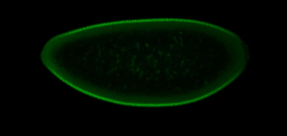Protein competition in fruit fly embryo